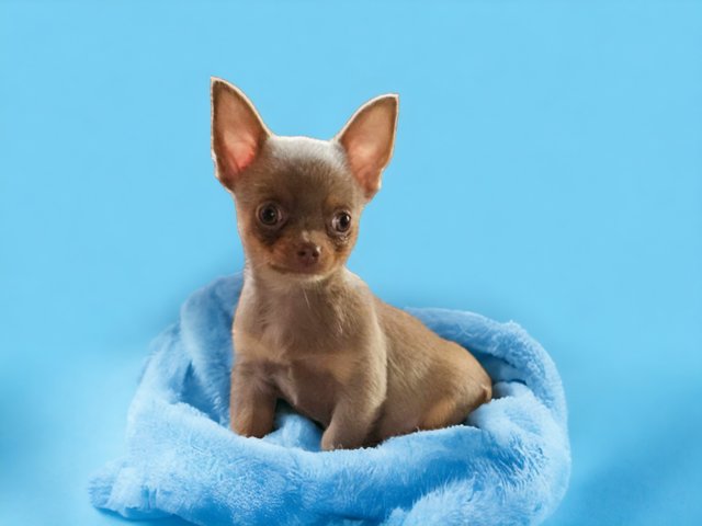 Free chihuahua sales puppies for sale