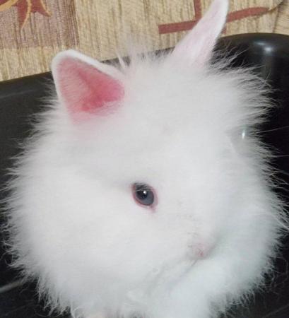 Image 6 of Double maned white Lionhead blue eyes Beautiful Pure bred cr