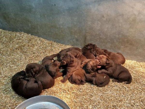 Image 3 of Stunning KC Chocolate Labrador Puppies