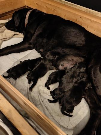Image 4 of Doberman x Labrador puppies for sale