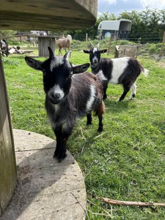 Image 1 of Female Pygmy goats for sale!
