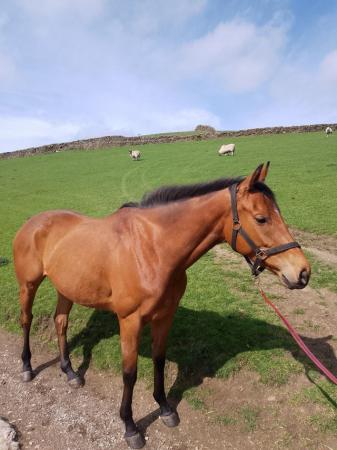 Image 1 of Stunning 15.2hh 4 year old TB