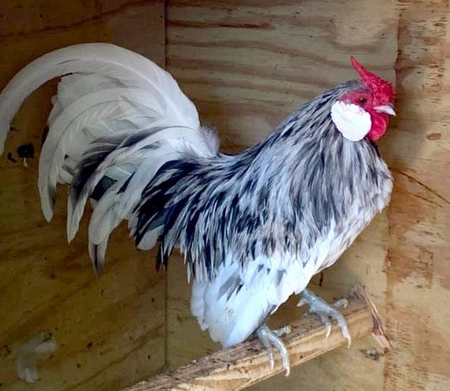 Preview of the first image of 6 Splash Rosecomb Bantam hatching eggs.