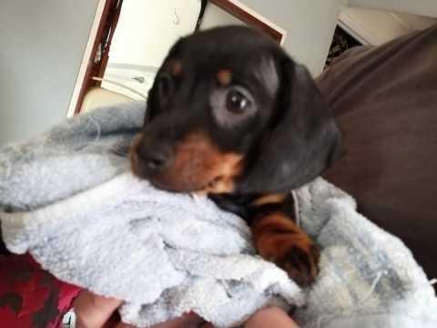 Image 2 of Miniature Dachshund pups male and female