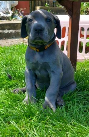 Image 6 of Beautiful big strong litter of Danes