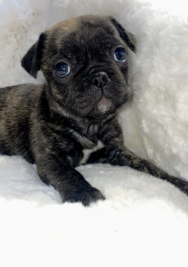 Pug french bulldog hot sale mix for sale