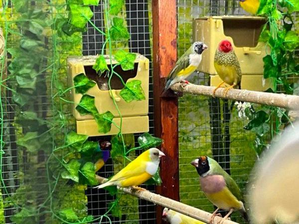 Image 9 of Beautiful indoor aviary fully equipped with lighting