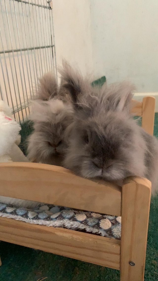 Preview of the first image of Two gorgeous indoor lionhead rabbits.