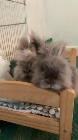 Image 1 of Two gorgeous indoor lionhead rabbits