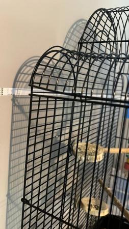 Image 5 of White cockatiel with cage and toys
