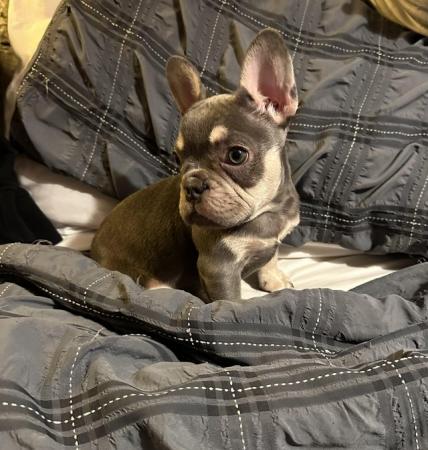 Image 6 of Beautiful KC Registered French Bulldog Puppy SOLD
