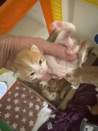 Image 7 of GINGER Kittens born ready in early August for new homes