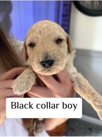 Image 5 of F1B Labradoodle puppies for sale looking for loving humans