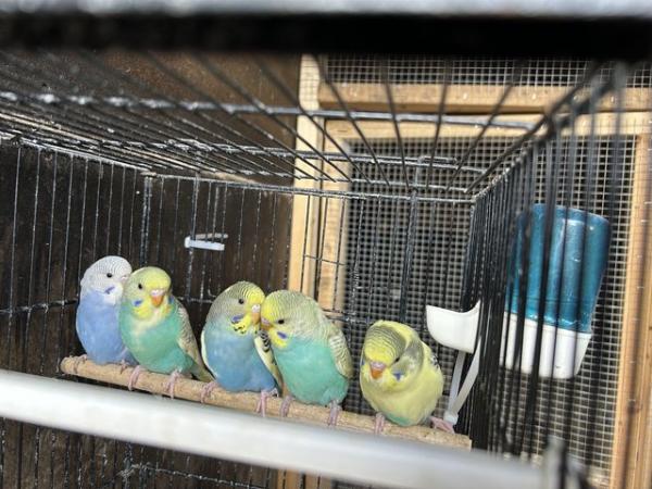 Image 5 of Baby budgies for sale £20 each