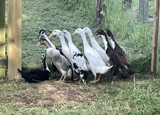 Image 1 of Indian Runner Ducks - ready now.