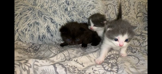Image 9 of Rugamuffin and Bombay mix kittens