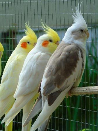 Image 9 of STOCKED BIRD PRICE LIST (LOTS OF MIXED PET BIRDS)