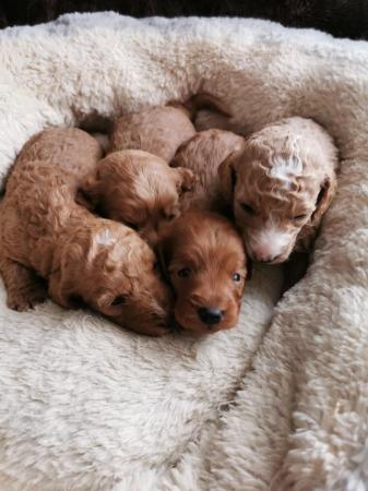 Image 3 of Four beautiful chunky pups