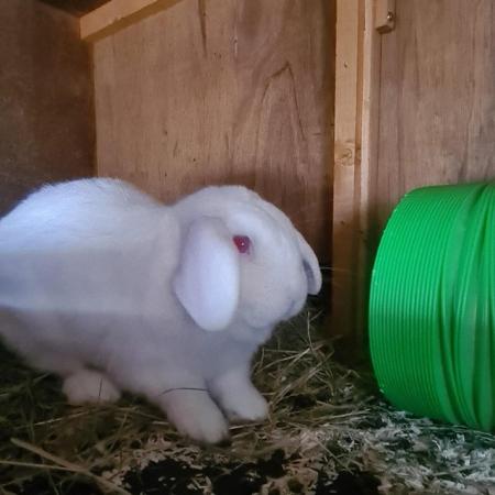Image 5 of 2 year old red eyed white mini lop buck