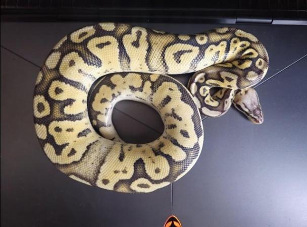 Image 5 of Male Superfly Royal Python - Super Pastel Firefly