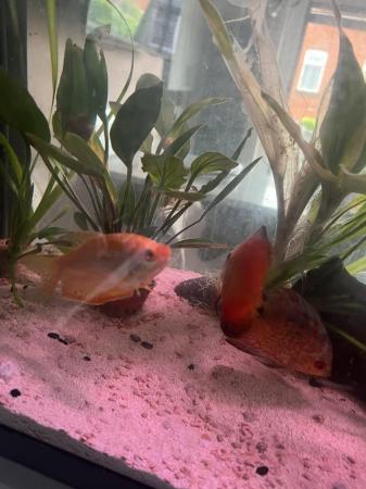 Image 1 of Discus fish , tropical and catfish