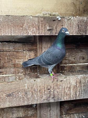 Image 3 of Quality Racing Pigeon For Sale