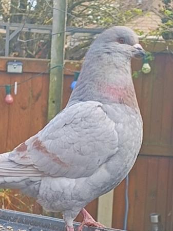 Image 4 of Beautiful pigeon's available