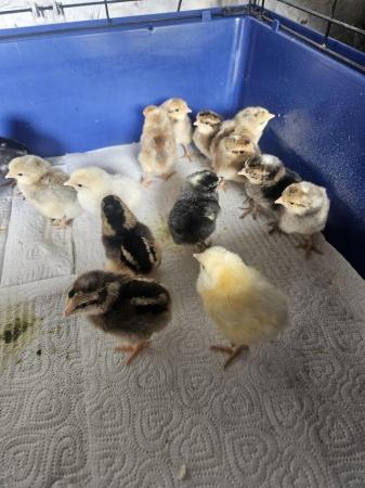 Image 2 of Blue/Green Egger Chicks Available