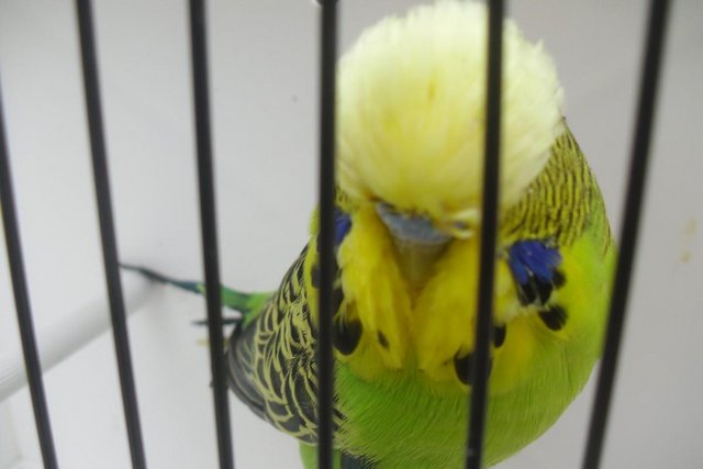 Preview of the first image of Exhibition Type Budgies Adult Males.