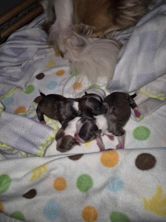 Image 5 of 3 long haired chihuahua pups