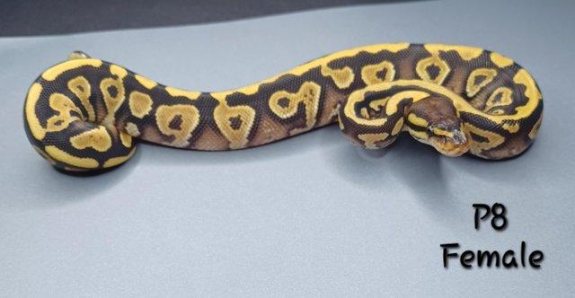 Image 19 of Various Hatchling Ball Python's CB23 - Availability List