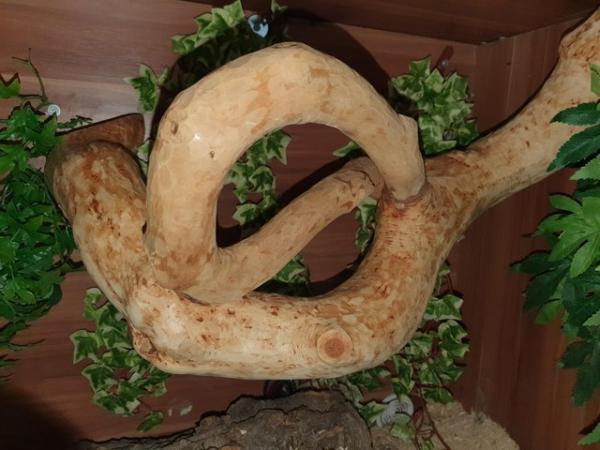 Image 6 of 2.3/4 old male royal python bananna enchi