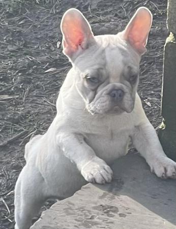 Image 9 of KC REGISTERED TRUE TO TYPE FRENCH BULLDOGBOYS