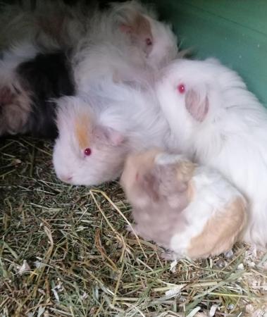 Image 5 of Lovely long haired baby Guinea pigs