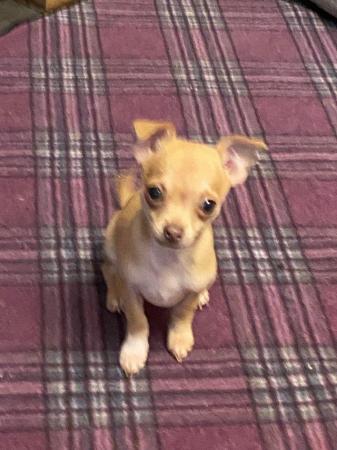 Image 5 of Chihuahua puppies for sale looking for there forever home