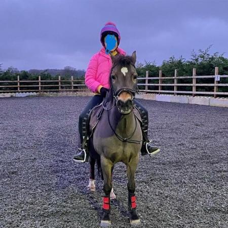 Image 3 of For share 2 x per week First Ridden Pony 12.2hh