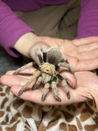 Image 5 of Desert Hairy tarantula female