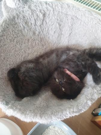 Image 4 of 8 week old beautiful fluffy kittens,1 female ,1 male