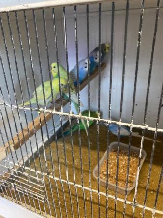 Image 4 of Baby Budgies for Sale. Most colours