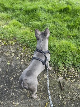 Image 1 of French Bulldog, Blue Lilac, KC Registered
