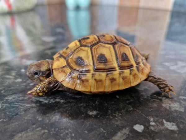 Image 4 of Hermanns baby tortoises,stunning markings )Hatched May 2022