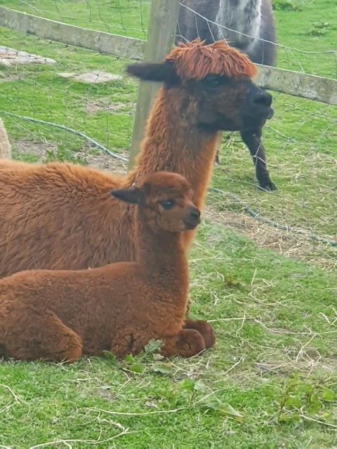 Preview of the first image of Bobby - Male Huacaya Alpaca.
