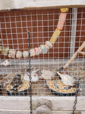 Image 4 of Zebra finches . All sexes..