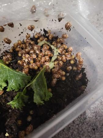 Image 1 of Giant african land snails (albino)£5 for 10
