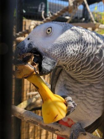 Image 1 of Lost African Grey - Wetherby - Reward offered