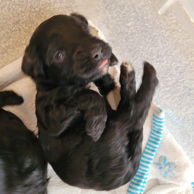 Preview of the first image of 4 week old 10 crossed cavapoo and English springer spaniel.