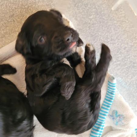 Image 1 of 9 week old 7 cavapoo puppies