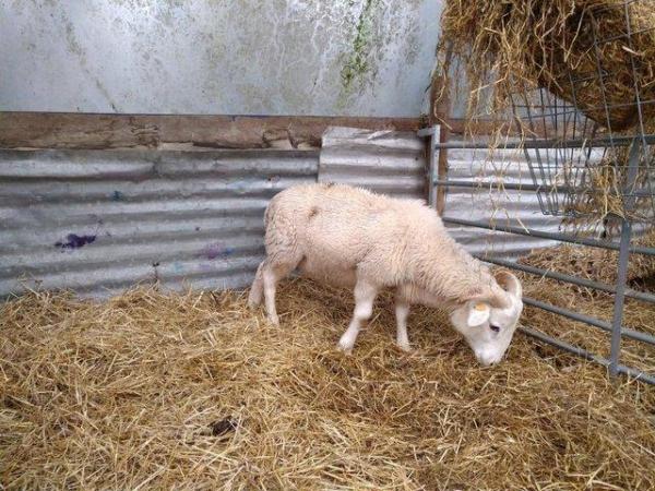 Image 2 of 12 month old registered wiltshire horn ram lamb