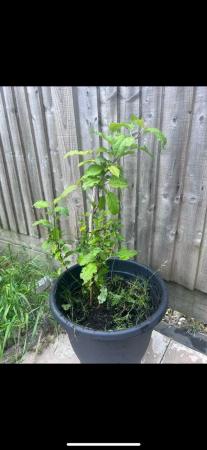 Image 1 of Organic apple tree for sale, hand made from seed.