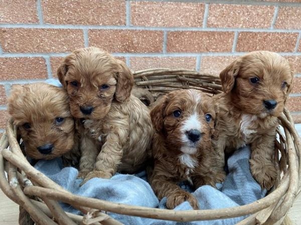 Image 4 of Gorgeous F1 toy cavapoo puppies